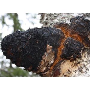 Chaga Powder