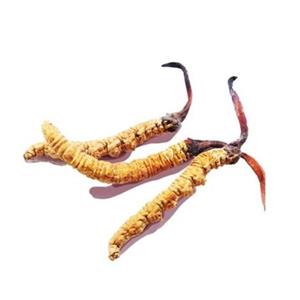 Cordyceps