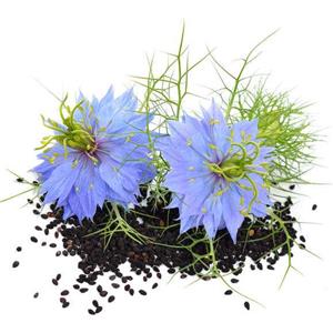 Black grass seed oil