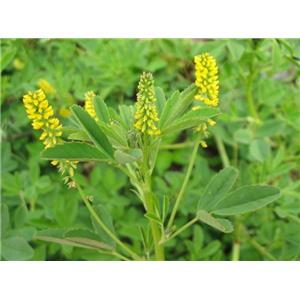 Melilotus officinalis, ext.