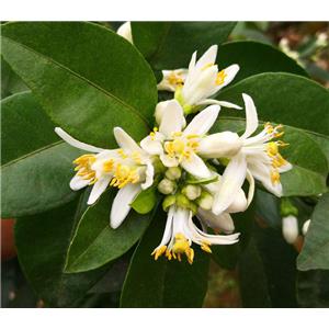 Neroli oil