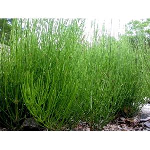 Horsetail Extract
