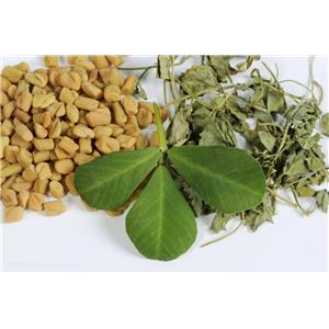 FEMA 2484; FENUGREEK SOLID EXTRACT