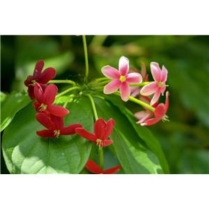 Rangooncreeper Fruit Extract