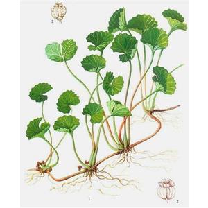Centella asiatica extract