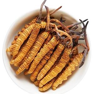 Cordyceps