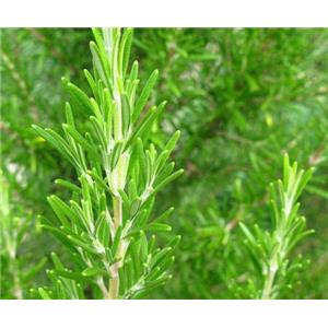 ROSEMARY EXTRACT