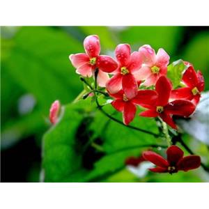 Rangooncreeper Fruit Extract