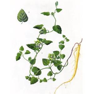 Codonopsis pilosula polysaccharides