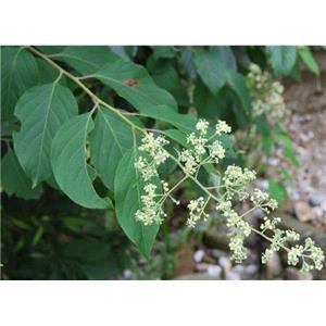 Celastrol; Common Threewingnut root extract