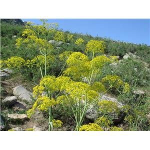 Ferula powder