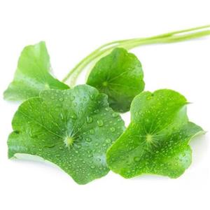 Centella asiatica extract