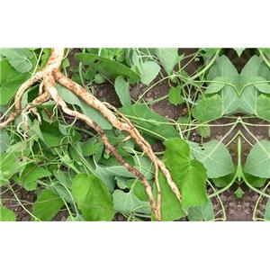 Codonopsis pilosula powder