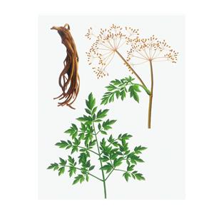 Angelicae(DangQuai) P.E; Angelicae extract