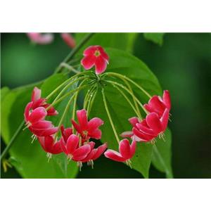 Rangooncreeper Fruit Extract