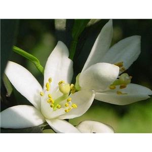 Neroli oil