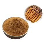 Cordyceps Extract pictures