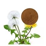 DANDELION POWDER pictures