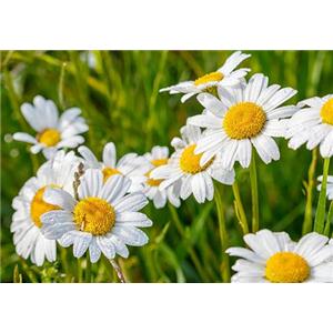 chamonile extract apigenin