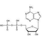 58-64-0 Adenosine 5’-diphosphate(ADP-H)
