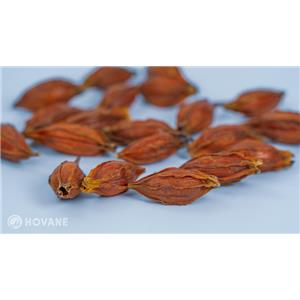 Gardenia jasminoides (Cape Jasmine) Fruit Extract