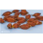 Gardenia jasminoides (Cape Jasmine) Fruit Extract pictures