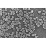 1317-39-1 Curpous oxide