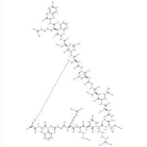 Atrial Natriuretic Peptide (7-28), human, canine