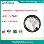 16178-48-6 Adenosine 5'-diphosphate disodium salt(ADP-Na2)