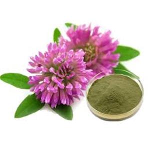 Red Clover Extract