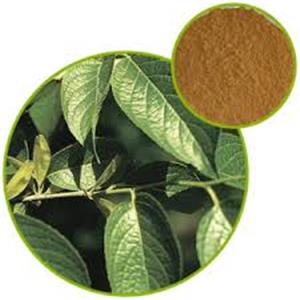 Eucommia Extract