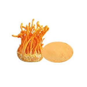 Cordyceps militaris Extract