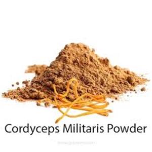 Cordyceps militaris Extract