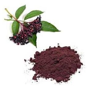 Elderberry Extract