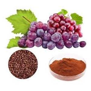 Grape Seed Extract
