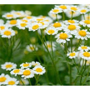 Chamomile Extract