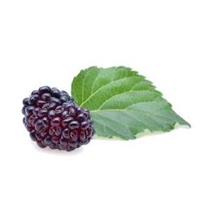 Mulberry Extract
