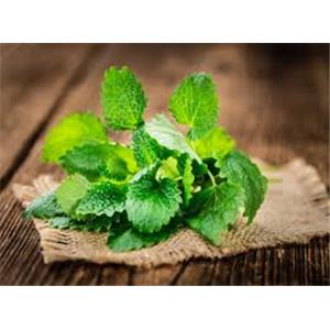Lemon Balm Extract