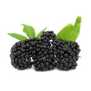 Elderberry Extract