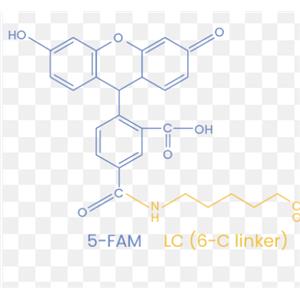 LL-37 （LL37)PEPTIDE