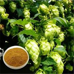 Hops Extract