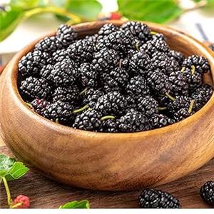 Mulberry Extract