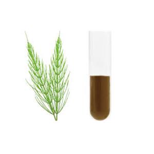 Horsetail Extract