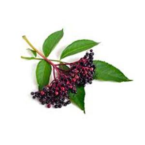 Elderberry Extract
