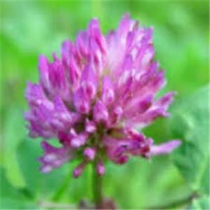 Red Clover Extract