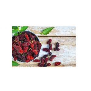 Mulberry Extract