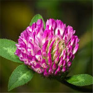 Red Clover Extract