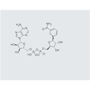 β-Nicotinamide adenine dinucleotide