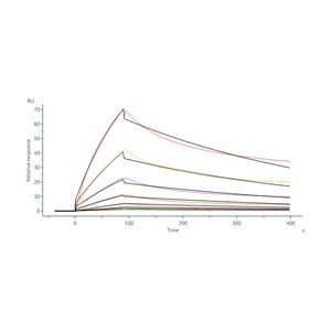Human Transferrin R / CD71 Protein