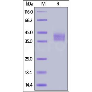 Mouse B7-H3 (2Ig) / CD276 Protein